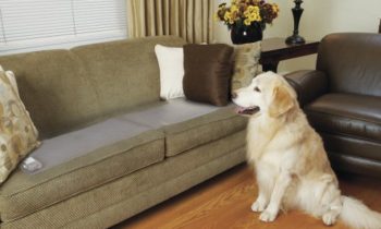Read more about the article PetSafe ScatMat Indoor Pet Training Mat for Dogs and Cats, Sofa Size, 12 X 60 inch, Pet Proof Your Home, Electronic Training Mat