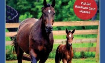 Read more about the article The Ultimate Guide to Horse Feed, Supplements, and Nutrition