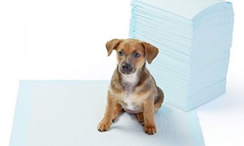 Read more about the article AmazonBasics Pet Training and Puppy Pads, Regular – 100-Count